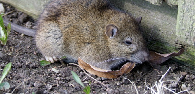 Rat and Mouse Catching